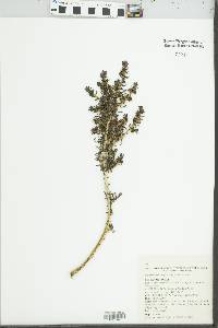 Media resource of Maireana pentatropis