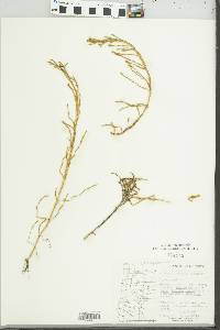 Image of Salicornia pacifica