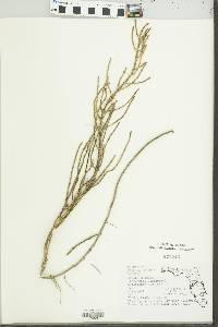 Salicornia virginica image