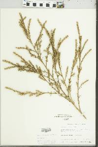 Salsola collina image