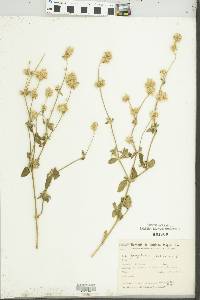 Gomphrena perennis image