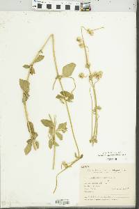 Gomphrena perennis image