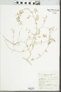 Einadia nutans image