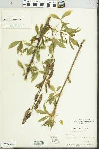 Laburnum anagyroides image