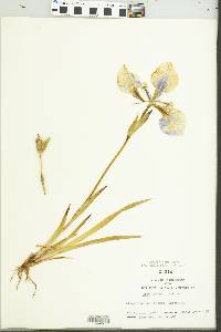 Iris prismatica image