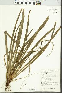 Image of Libertia paniculata