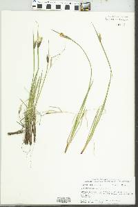 Sisyrinchium albidum image