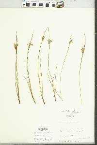 Sisyrinchium albidum image