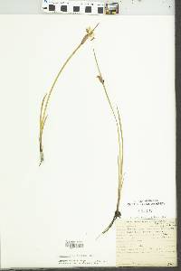 Sisyrinchium albidum image