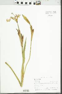 Iris shrevei image