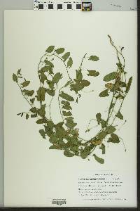 Convolvulus arvensis image