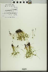 Cyperus squarrosus image