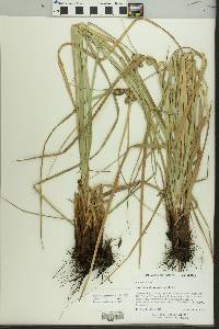 Cyperus entrerianus image