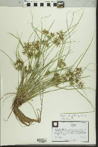 Cyperus polystachyos image