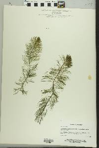 Myriophyllum heterophyllum image