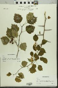 Crataegus flabellata image