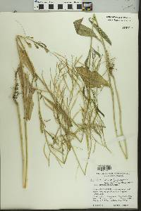 Brassica juncea image