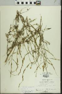 Brassica nigra image