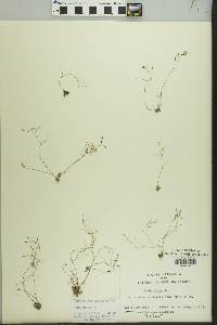 Draba verna image