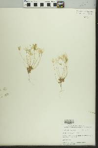 Draba verna image