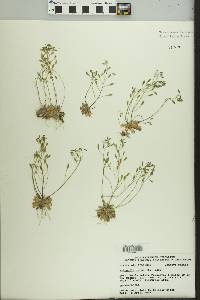 Draba verna image