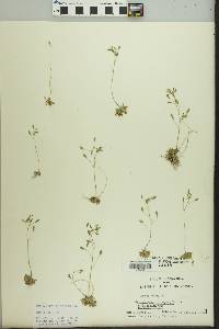 Draba verna image