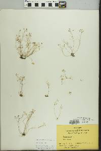 Draba verna image