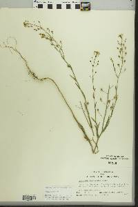 Camelina microcarpa image