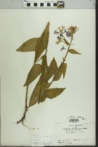 Hesperis matronalis image