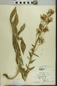 Hesperis matronalis image