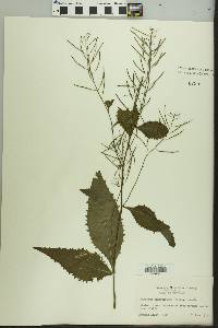 Iodanthus pinnatifidus image