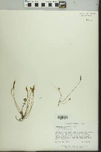 Image of Leavenworthia torulosa