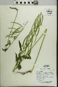 Borodinia canadensis image