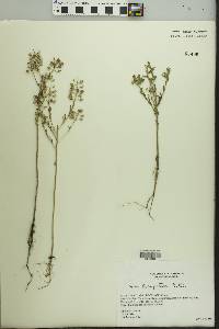 Lepidium campestre image