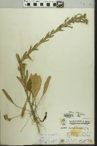 Lepidium campestre image