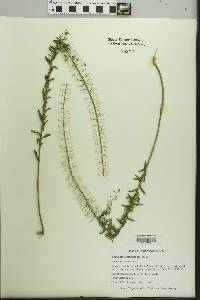 Lepidium campestre image