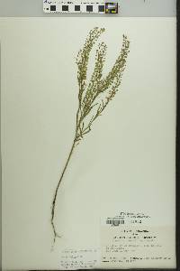 Lepidium densiflorum image