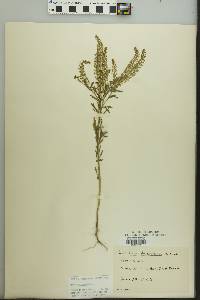 Lepidium densiflorum image