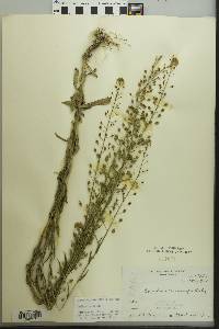 Camelina microcarpa image