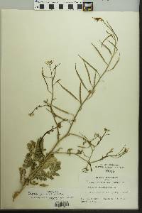 Brassica juncea image