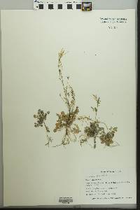 Cardamine parviflora image