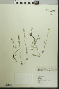 Cardamine parviflora var. arenicola image