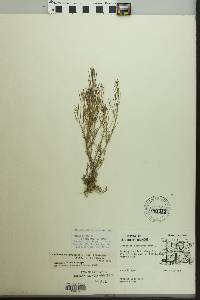 Cardamine parviflora image