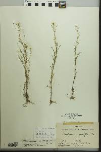 Cardamine parviflora var. arenicola image