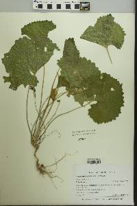 Alliaria petiolata image