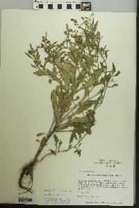 Rorippa sessiliflora image