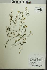 Rorippa sessiliflora image