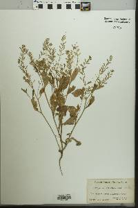 Rorippa sessiliflora image