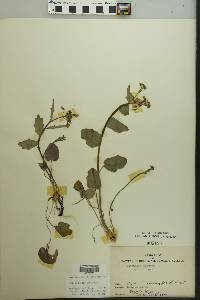 Cardamine douglassii image