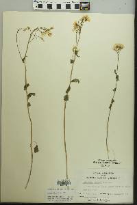 Cardamine bulbosa image